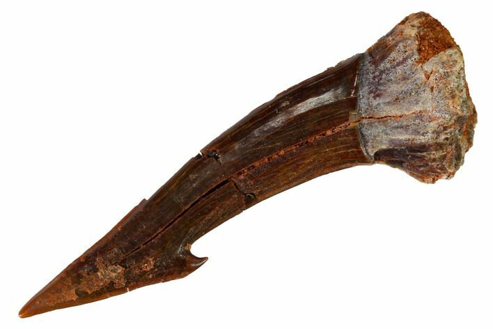 Fossil Sawfish (Onchopristis) Rostral Barb - Morocco #145681